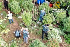 Detingut un veí de Betxí per cultiu i tràfic de drogues en una finca d'Onda