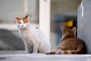 Castelló sextuplica en dos años las ayudas para el cuidado de las colonias felinas