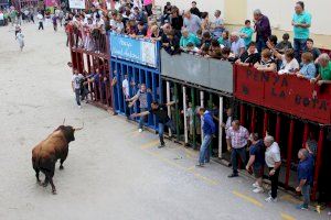 Les penyes de Moncofa tornen per Sant Antoni 2021 amb bous al carrer