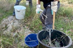 L'Ajuntament de Llíria retira prop de 300 quilos de residus vegetals en la primera setmana dels treballs d'eliminació de cactus
