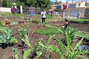 Benicàssim pone a disposición de sus vecinos 20 tablas de cultivo en el huerto urbano municipal