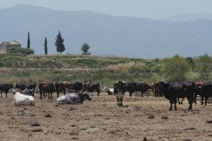 La Conselleria y la UPV se alían para reducir el impacto ambiental de la ganadería 