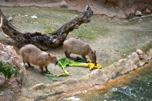 Terra Natura Benidorm recibe a dos hembras de capibara para formar un grupo de esta especie