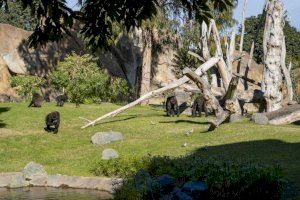 Doble celebración de cumpleaños de los gorilas de Bioparc Valencia