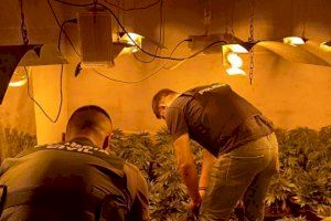 Desmantelan una plantación de marihuana y desactivan un punto negro de venta de droga en la localidad de San Fulgencio 
