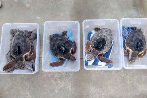 La Universitat de València participa en la liberación de 12 neonatos de tortuga boba nacidos en la playa de Cullera