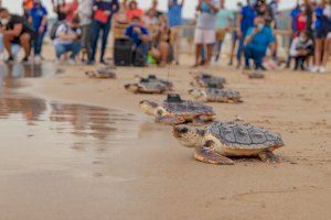 Cullera libera doce tortugas bobas y los expertos estudiarán su comportamiento