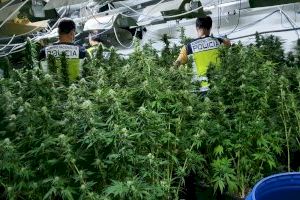 Una operació policial se salda amb dos detinguts a Torrent després de desmantellar un laboratori amb 176 plantes de marihuana persones