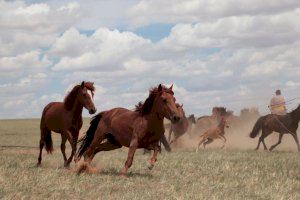 Manada de caballos en las estepas de Mongolia, China / Ludovic Orlando, julio de 2019