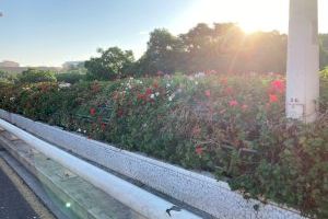 El PP advierte que el estado del “no puente de las flores” es una muestra del desastre en materia de jardines en Valencia