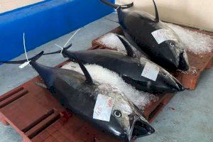 Els pescadors valencians esgoten en només dotze dies el límit de pesca de la tonyina roja