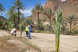 Medio Ambiente retoma la plantación de palmeras en el BIC del Palmeral