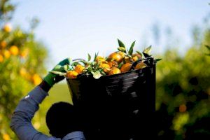 Mercadona compra més de 200.000 tones de taronges valencianes i altres punts d'Espanya