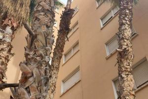 Giner denuncia el abandono de  árboles y jardines del barrio de la Luz de Valencia