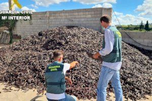 Falsifiquen documents per a vendre 20 tones de garrofes a Llíria i Vilamarxant