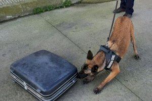 Perro detector de drogas del Grupo Cinológico de la Guardia Civil 