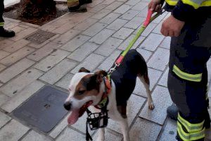 Rescatan en Alicante a un perro que llevaba abandonado y encerrado una semana en un patio