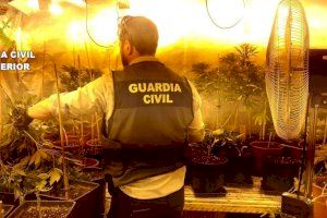 La Guardia Civil ha desmantelado un grupo dedicado al cultivo y elaboración de drogas en la localidad de Oliva