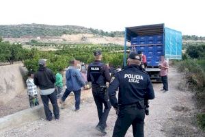 La Policia Local d'Almenara fa tasques de control de la recol•lecció de cítrics per a evitar furts i males pràctiques