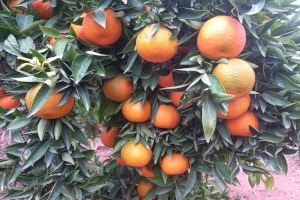 Els agricultors valencians exigeixen a Europa un aranzel de preus d'entrada per a protegir la mandarina enfront de Sud-àfrica