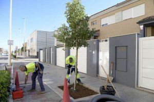 Empieza la plantación de árboles en la calle José Capuz de Paiporta