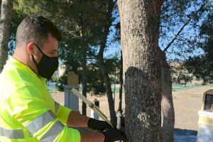 La Vila Joiosa comienza el tratamiento de pinos para combatir la plaga anual de la procesionaria