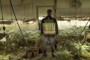 Un detenido tras desmantelar un laboratorio de cultivo indoor de marihuana en Gandia