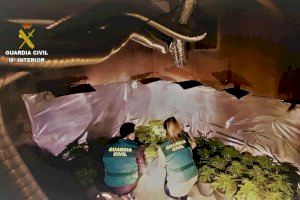 Localizadas 90 plantas de marihuana en una plantación 'indoor' en Benicarló