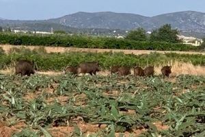 L’Ajuntament sol·licita col·locar gàbies per a capturar senglars en zones agrícoles