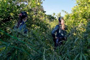 Descoberta una plantació de marihuana amagada en un hort de Xàtiva