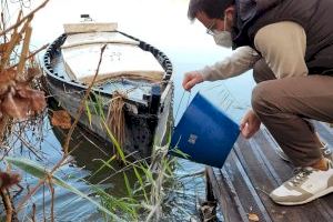 L'Albufera rep 2.500 exemplars d'anguila per primer cop en 15 anys