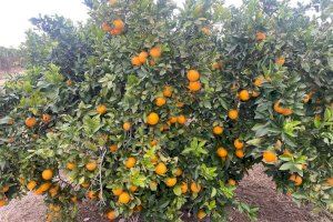LA UNIÓ de Llauradors propone al MAPA medidas ante la campaña ruinosa de la naranja Navelina y el peligro de que se extienda al resto de variedades