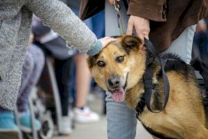 Emotivos “finales felices” en el 19º Desfile de perros abandonados AUPA – Fundación BIOPARC