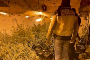 Detenido un hombre por tener en su casa de Torrent un laboratorio de marihuana indoor