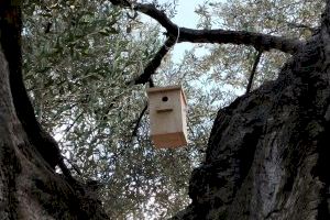 El Ajuntament de Vinaròs con Apnal-Ecologistes en Acció instala nuevas cajas nido