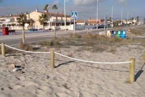 Almassora crea una zona de recuperación de la campanilla de mar en Pla de la Torre