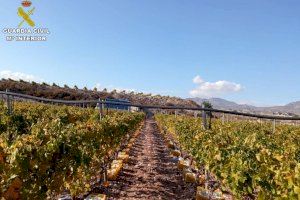 Estafa 45 toneladas de uva a un agricultor del Vinalopó por las que nunca llegó a pagar