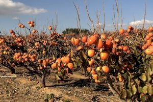 Los productores valencianos dejan de cultivar más de 2.000 hectáreas de mandarinos y casi 900 de caqui