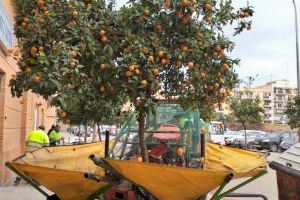 A València es recullen 400.000 quilos de taronges a l'any: Es destinen al consum?