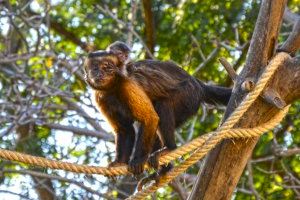 Así es el pequeño mono capuchino que ha nacido en Terra Natura
