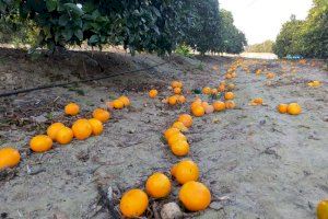 El preu de la taronja, per terra: de 0,20 € el quilo a tan sols 0,07, la meitat del cost de producció