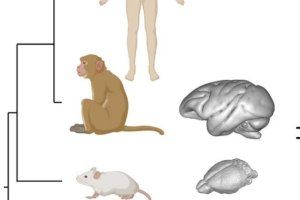 Investigadores del Instituto de Neurociencias UMH-CSIC descubren un ARN que regula el tamaño del cerebro en las distintas especies