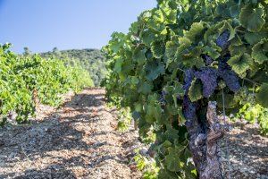 LA UNIÓ recurre la limitación estatal de nuevas plantaciones de viñedo de este año para evitar una pérdida de potencial productivo e incorporar jóvenes al sector