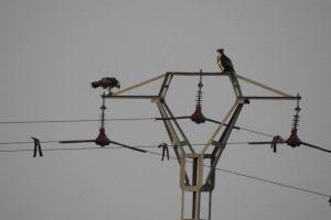 La Comunitat Valenciana corrige en los últimos 4 años más de 10.000 apoyos eléctricos considerados peligrosos para aves