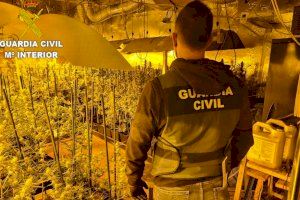 Descubren un macrocultivo de marihuana en un chalet de Riba-roja con 600 plantas