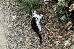Riba-roja investiga la muerte de tres gatos y la desaparición de otra quincena en extrañas circunstancias