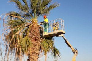 La concejalía de parques y jardines comienza la poda de palmeras del término municipal de Torrevieja