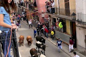 Almassora confia en els bous d'Algarra per al tancament de les festes de Santa Quiteria