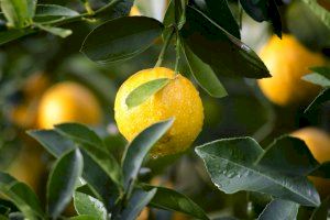 Los limones, el gran aliado contra el calentamiento global