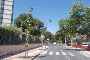 Benicàssim reposarà 130 arbres en escocells i espais verds municipals